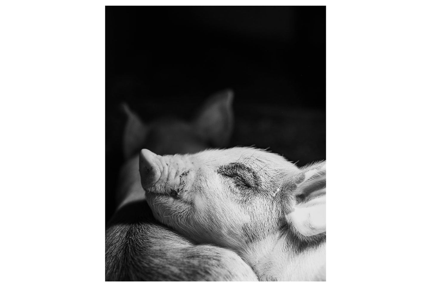 Resting Pig's Tranquil Moment in Monochrome - Rodrigo Ojeda Photography