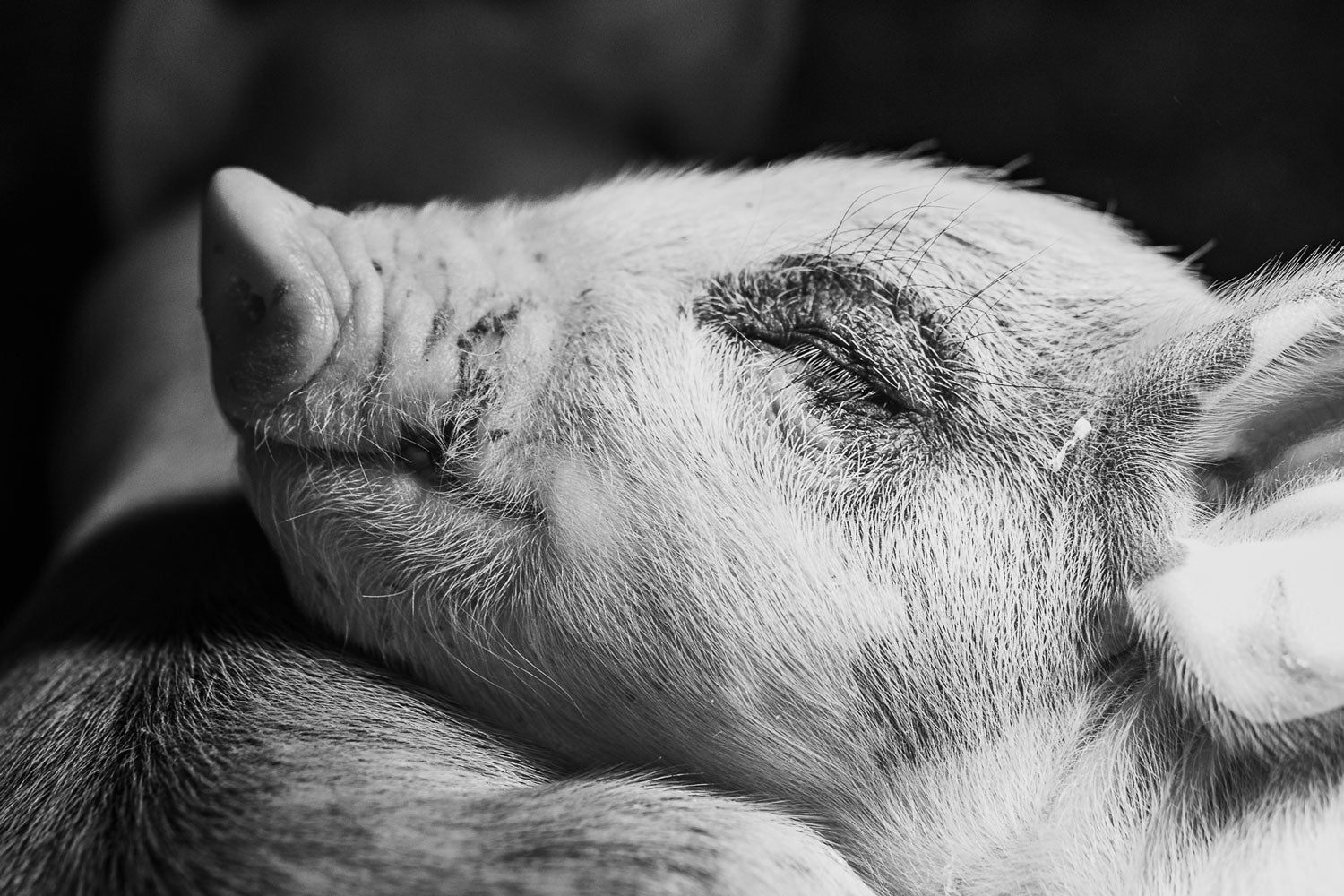 Resting Pig's Tranquil Moment in Monochrome - Rodrigo Ojeda Photography