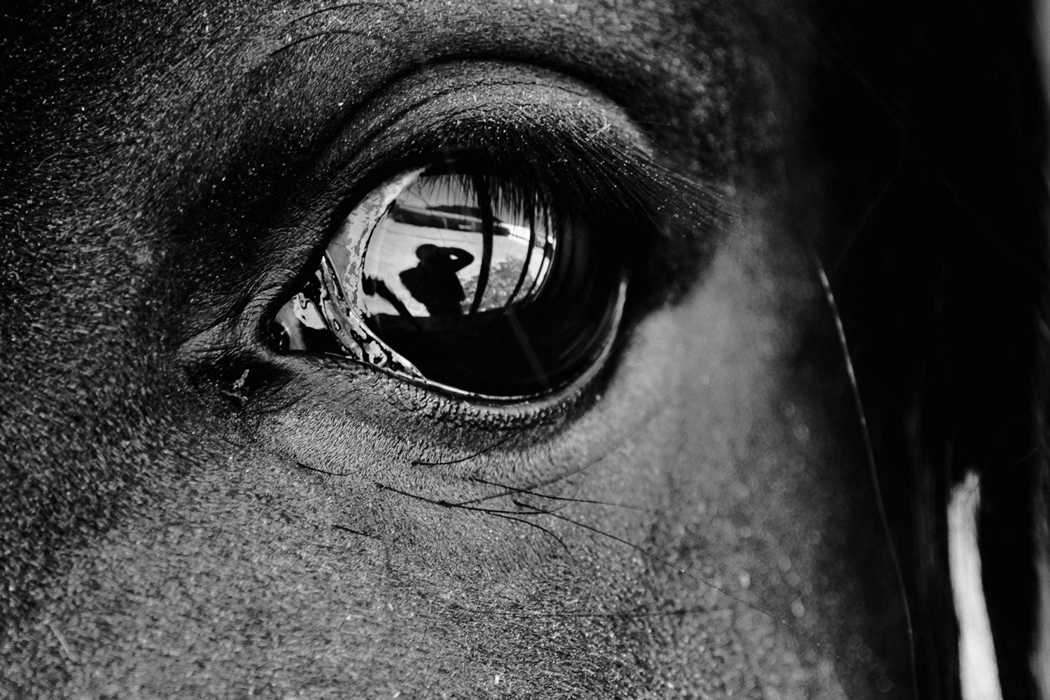 Soul Reflection: Horse's Eye with Human Silhouette - Rodrigo Ojeda Photography