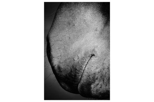 Serenity & Texture: Close-Up of Horse's Muzzle - Rodrigo Ojeda Photography