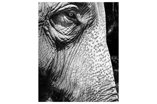 Timeless Gaze of the Asian Elephant in Monochrome - Rodrigo Ojeda Photography