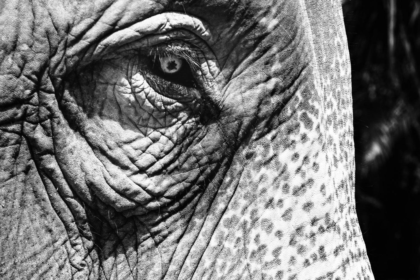 Timeless Gaze of the Asian Elephant in Monochrome - Rodrigo Ojeda Photography