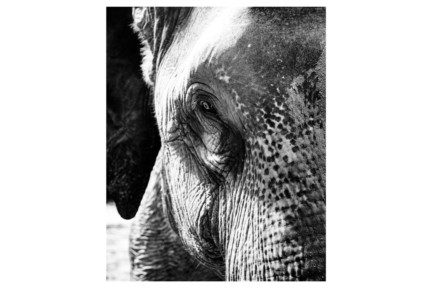 Asian Elephant's Gaze in Monochrome - Rodrigo Ojeda Photography