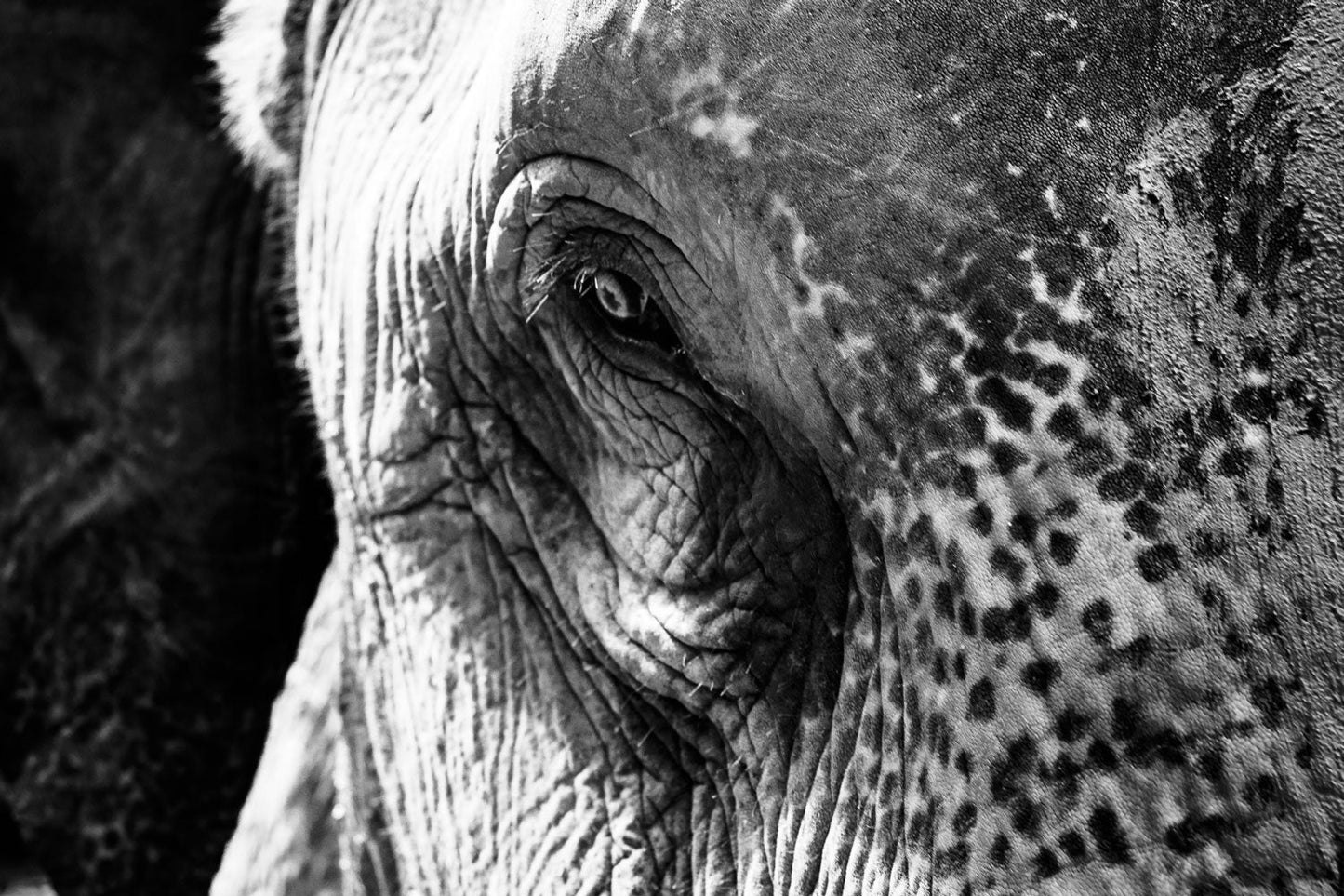 Asian Elephant's Gaze in Monochrome - Rodrigo Ojeda Photography