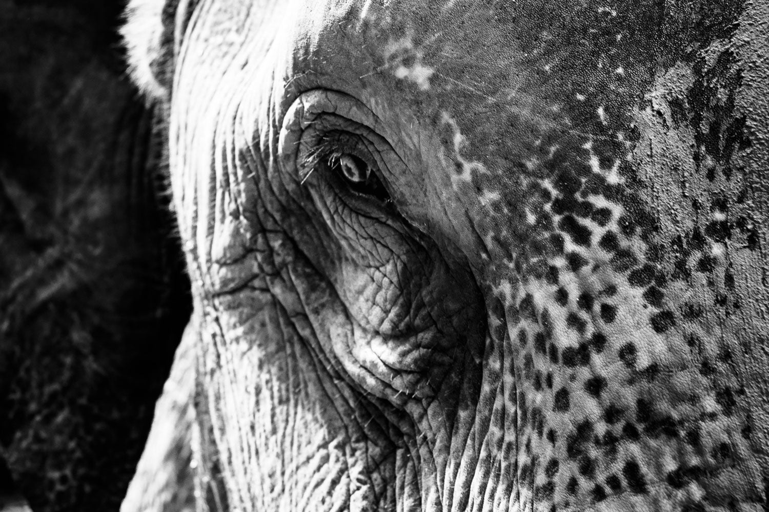 Asian Elephant's Gaze in Monochrome - Rodrigo Ojeda Photography