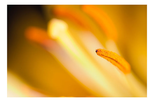 Golden Allure of the Lily - Rodrigo Ojeda Photography