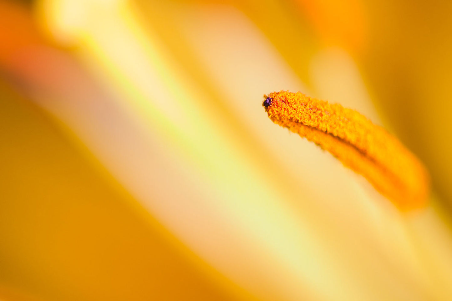 Golden Allure of the Lily - Rodrigo Ojeda Photography