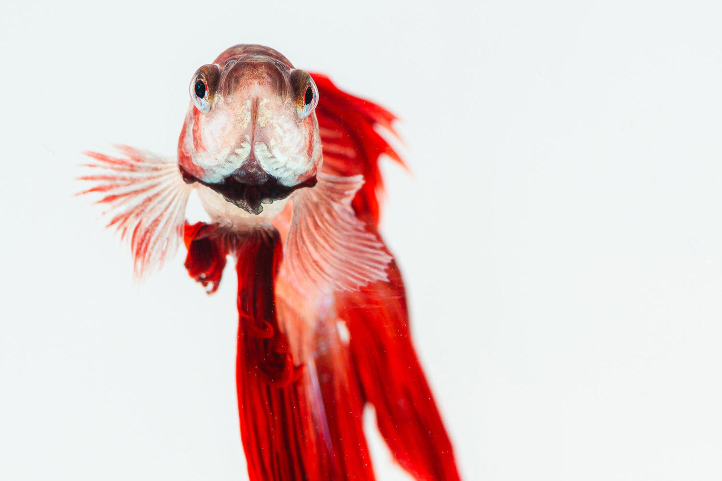 Hypnotic Betta Stare under Studio Light - Rodrigo Ojeda Photography