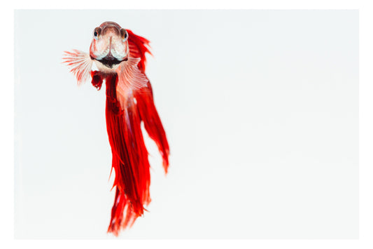 Hypnotic Betta Stare under Studio Light - Rodrigo Ojeda Photography