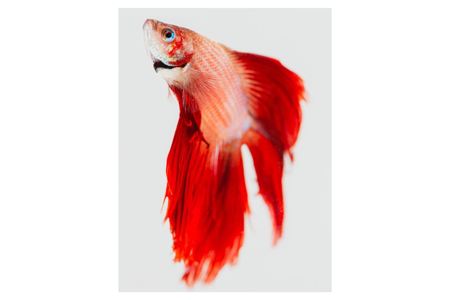 Graceful Glimpse of Betta - Rodrigo Ojeda Photography