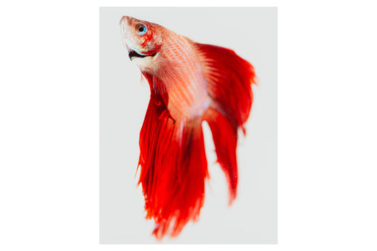 Graceful Glimpse of Betta - Rodrigo Ojeda Photography