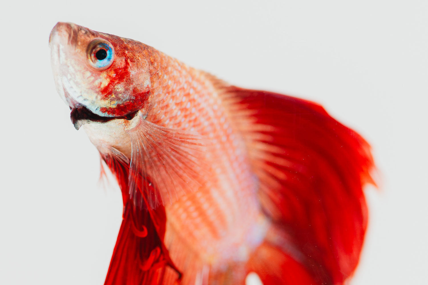 Graceful Glimpse of Betta - Rodrigo Ojeda Photography