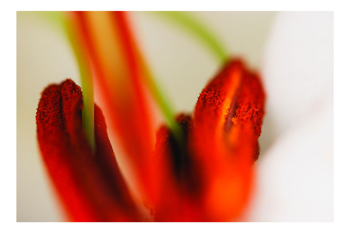 Lily's Pollen Covered Heart - Rodrigo Ojeda Photography