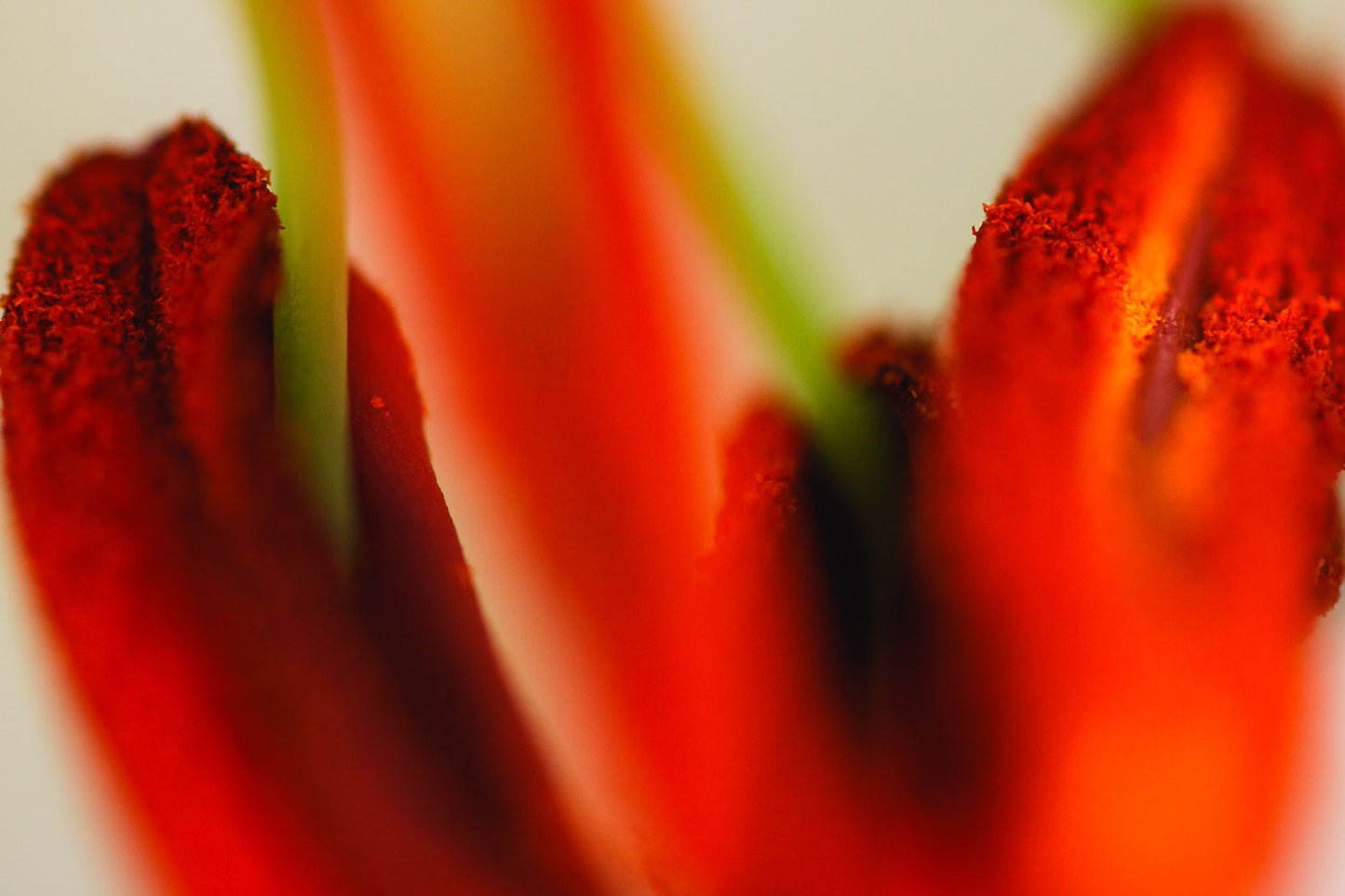 Lily's Pollen Covered Heart - Rodrigo Ojeda Photography