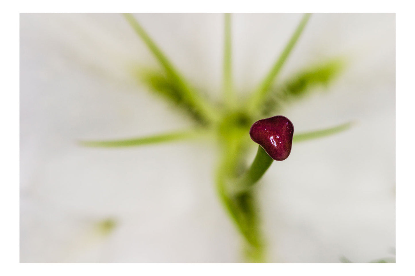 Heart of the Bloom A Macro Marvel - Rodrigo Ojeda Photography