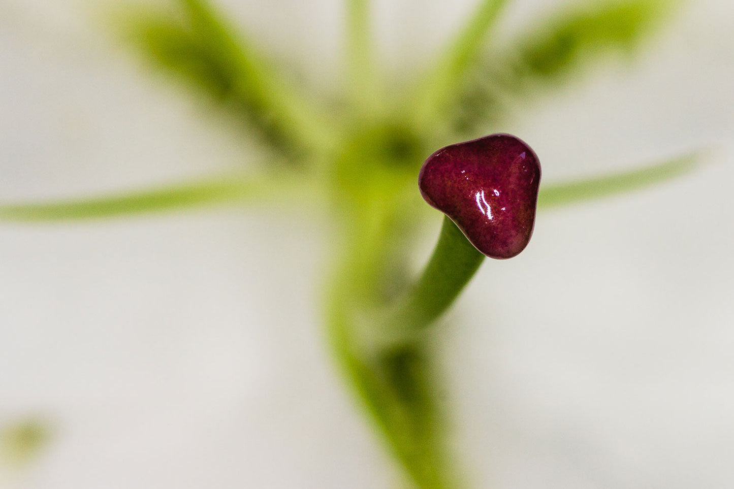 Heart of the Bloom A Macro Marvel - Rodrigo Ojeda Photography