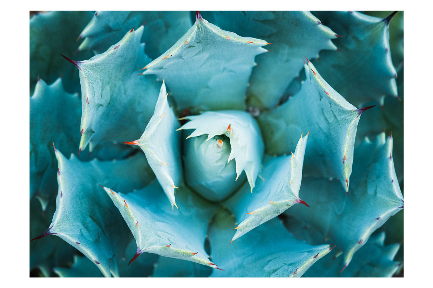 Overhead Majesty of the Agave - Rodrigo Ojeda Photography