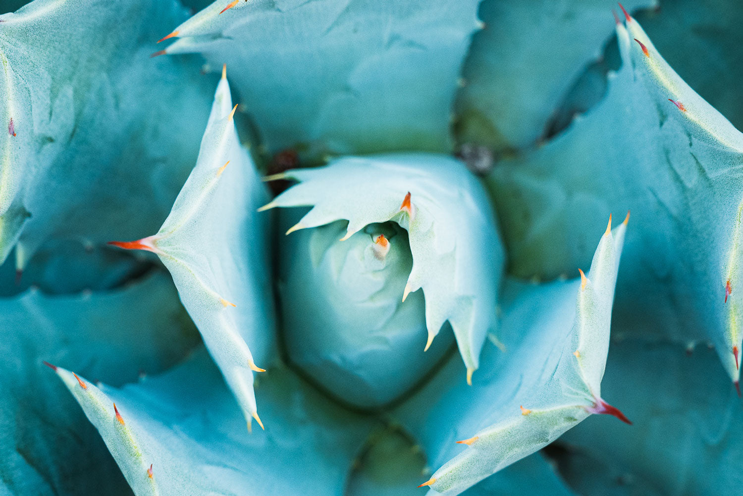 Overhead Majesty of the Agave - Rodrigo Ojeda Photography