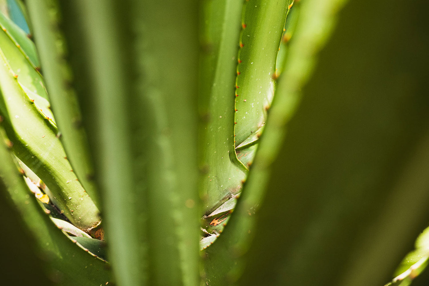 Intimate Glimpse into Nature's Detail - Rodrigo Ojeda Photography