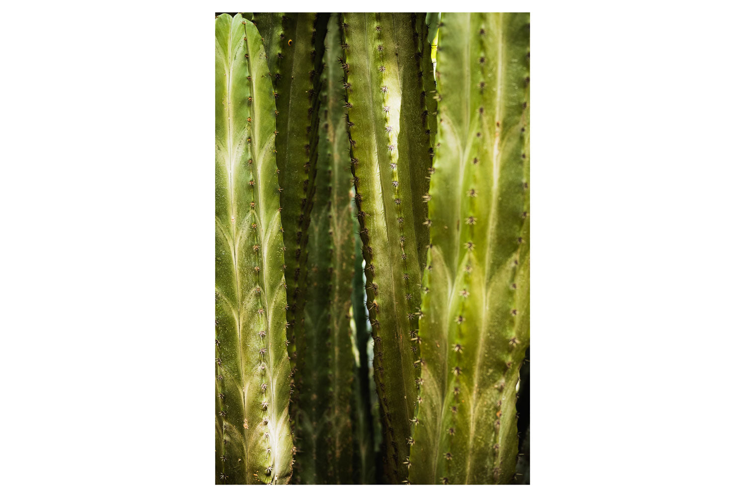 Resilient Symmetry of Cactus Leaves - Rodrigo Ojeda Photography