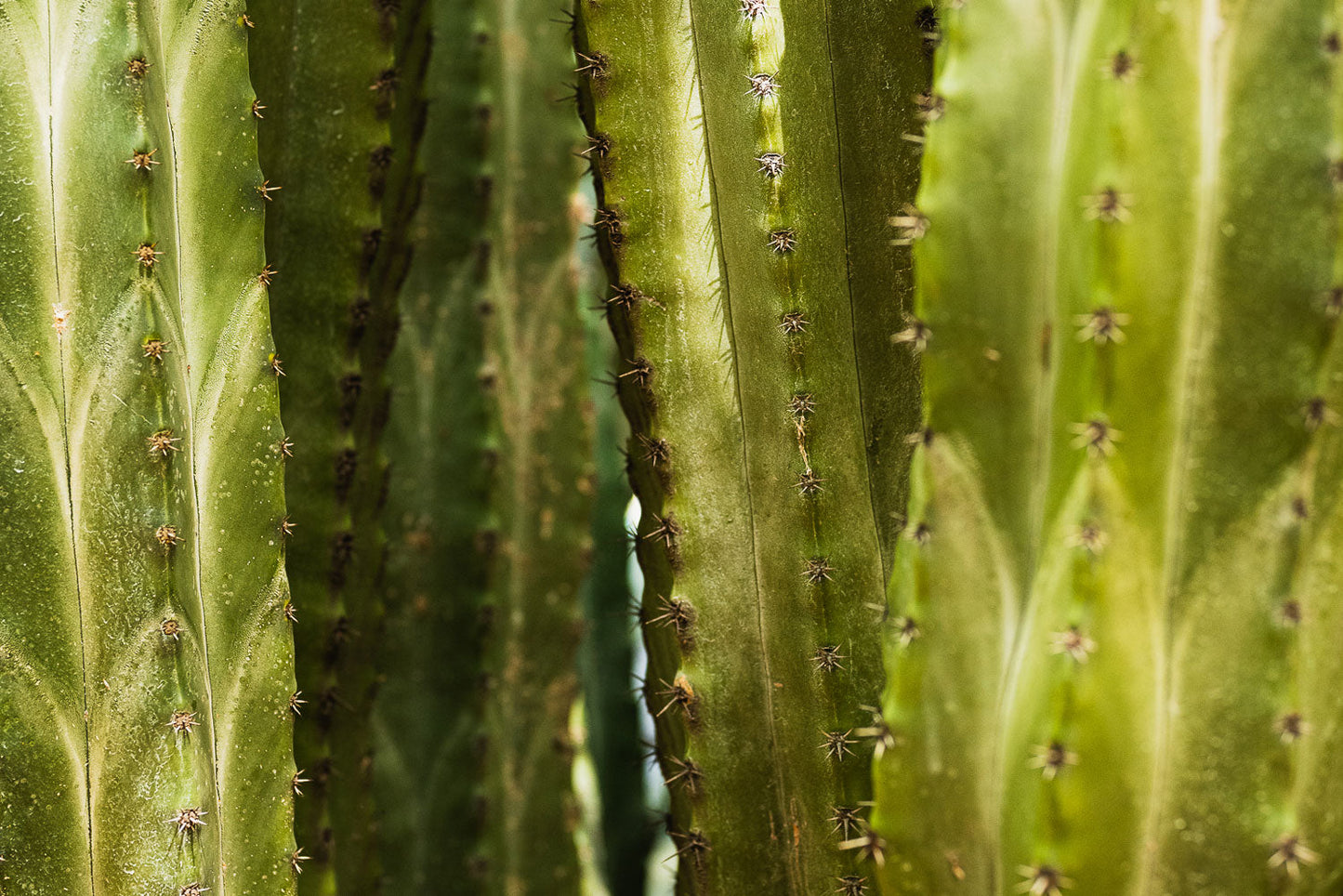 Resilient Symmetry of Cactus Leaves - Rodrigo Ojeda Photography