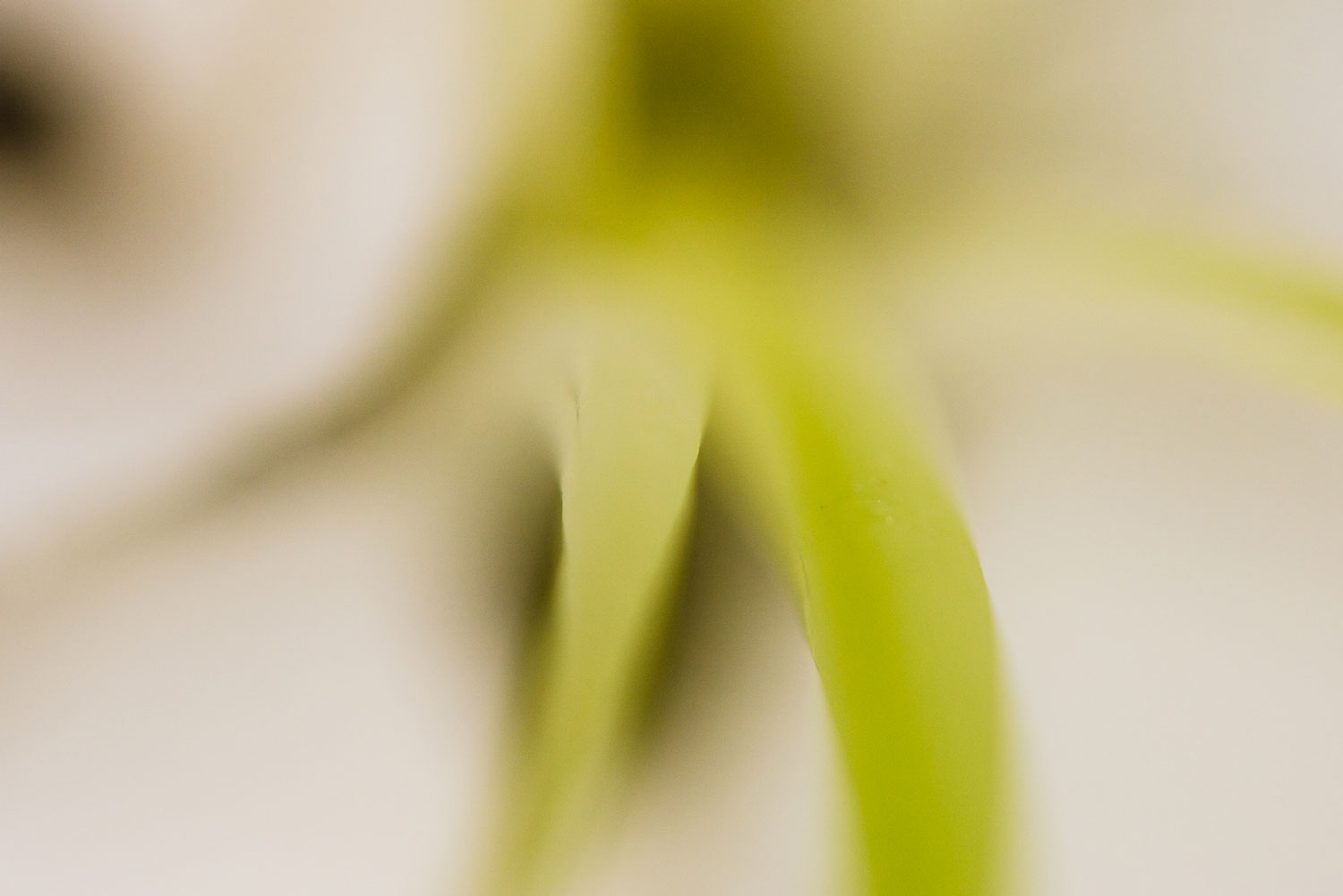 White Lily's Intimate Beauty - Rodrigo Ojeda Photography