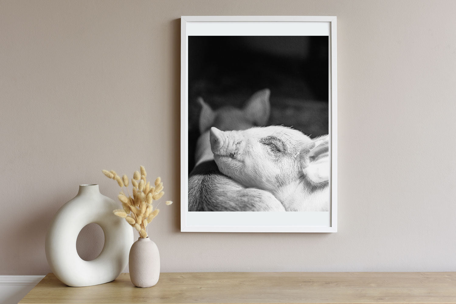 Resting Pig's Tranquil Moment in Monochrome - Rodrigo Ojeda Photography