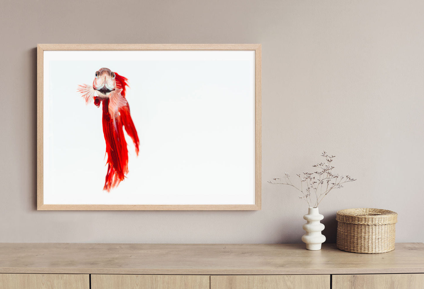 Hypnotic Betta Stare under Studio Light - Rodrigo Ojeda Photography